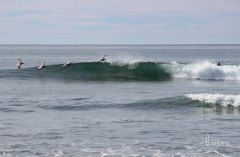 (practice makes pelican)
| photo @gayla__b